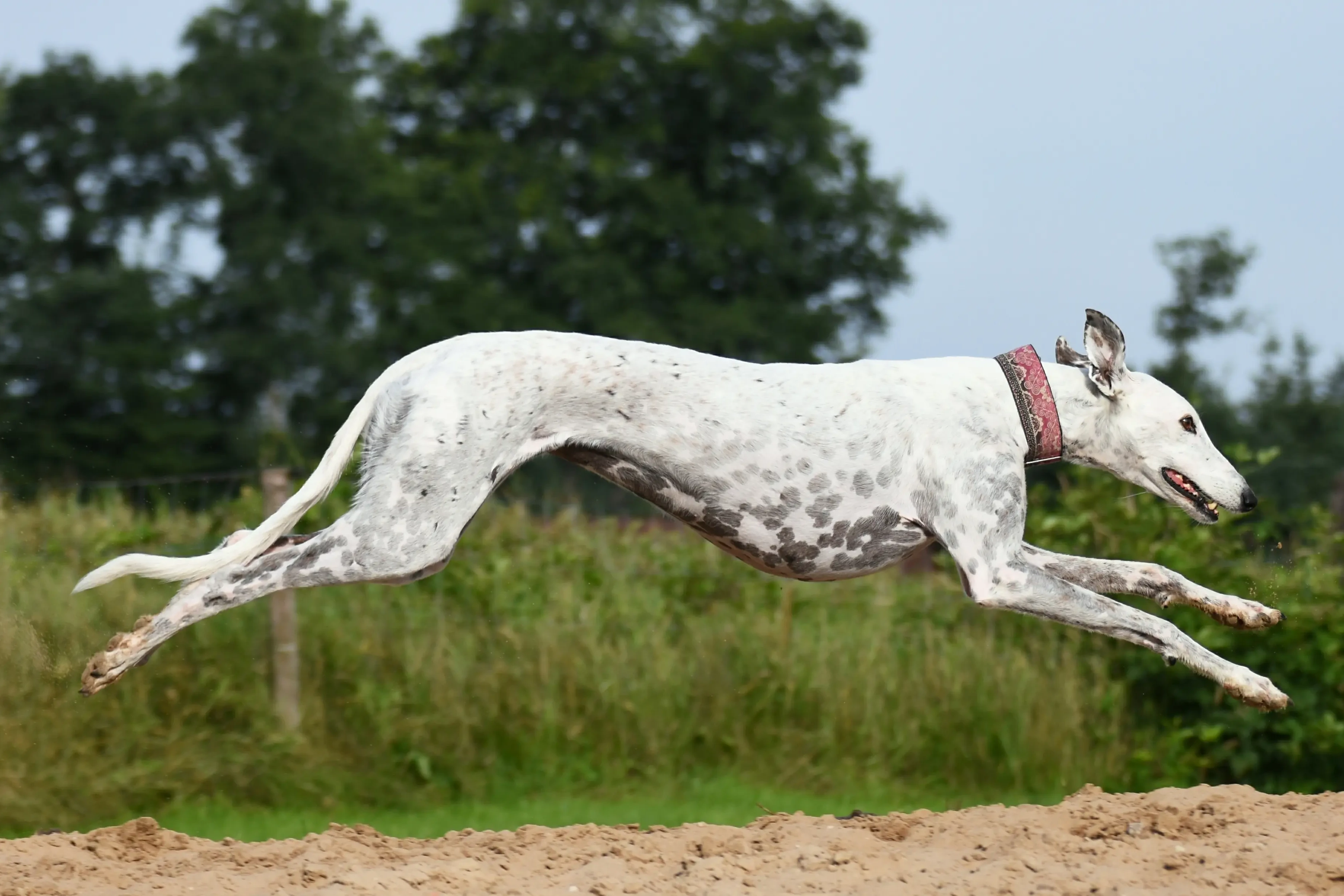 Szczeniaki i hodowcy chartów rasowych Tutaj możesz znaleźć hodowców Greyhounds near you.