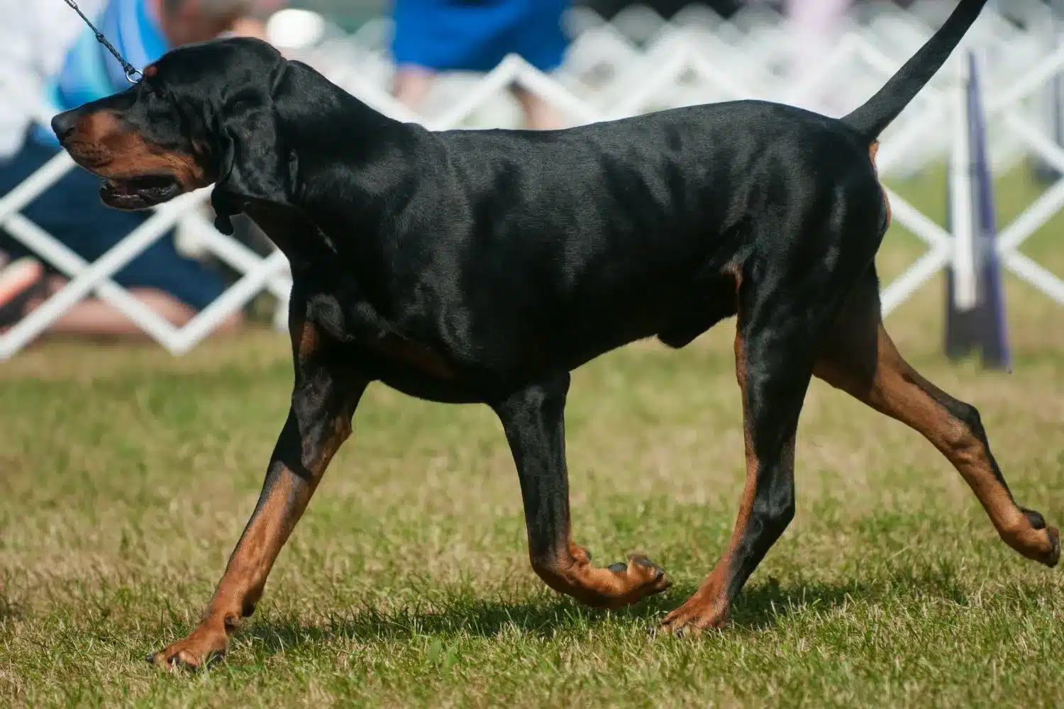 Szczeniaki i hodowcy rasy Coonhound czarny i podpalany Znajdź hodowców black and tan coonhoundów w pobliżu.