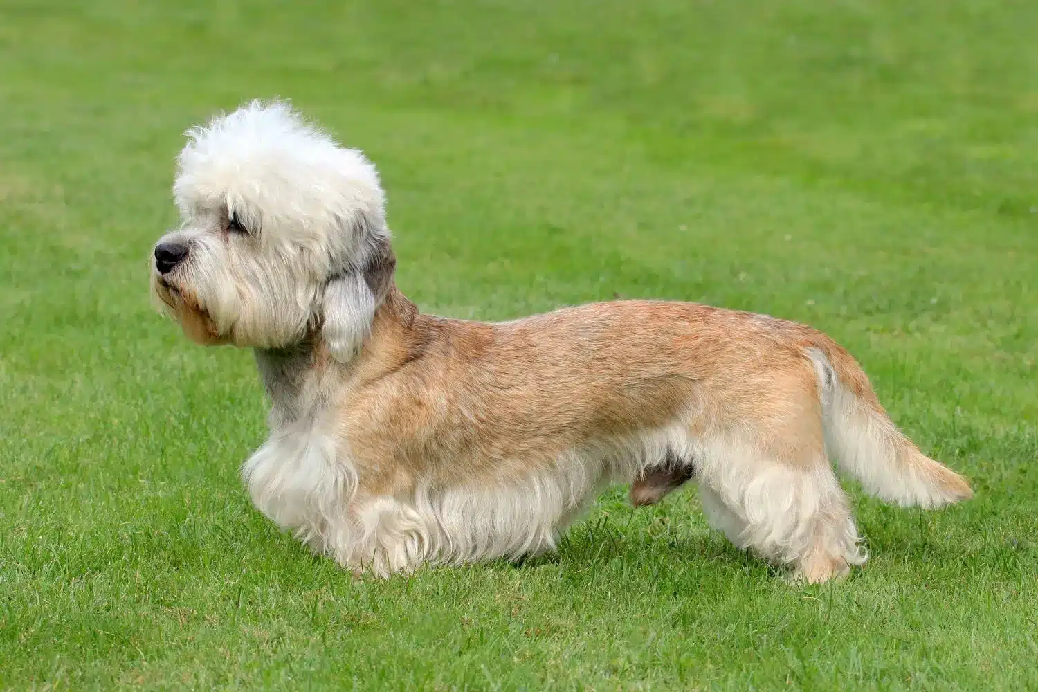 Dandie Dinmont Terrier szczenięta i hodowcy Znajdź hodowcę Dandie Dinmont terrier w pobliżu.