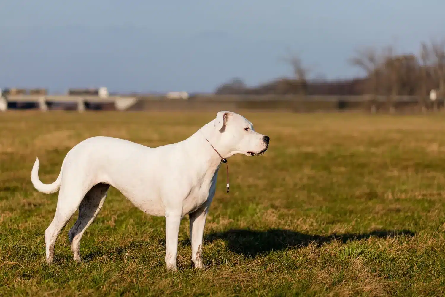 Dogo argentyńskie szczenięta i hodowcy Tutaj możesz znaleźć hodowców Dogo Argentinos near you.
