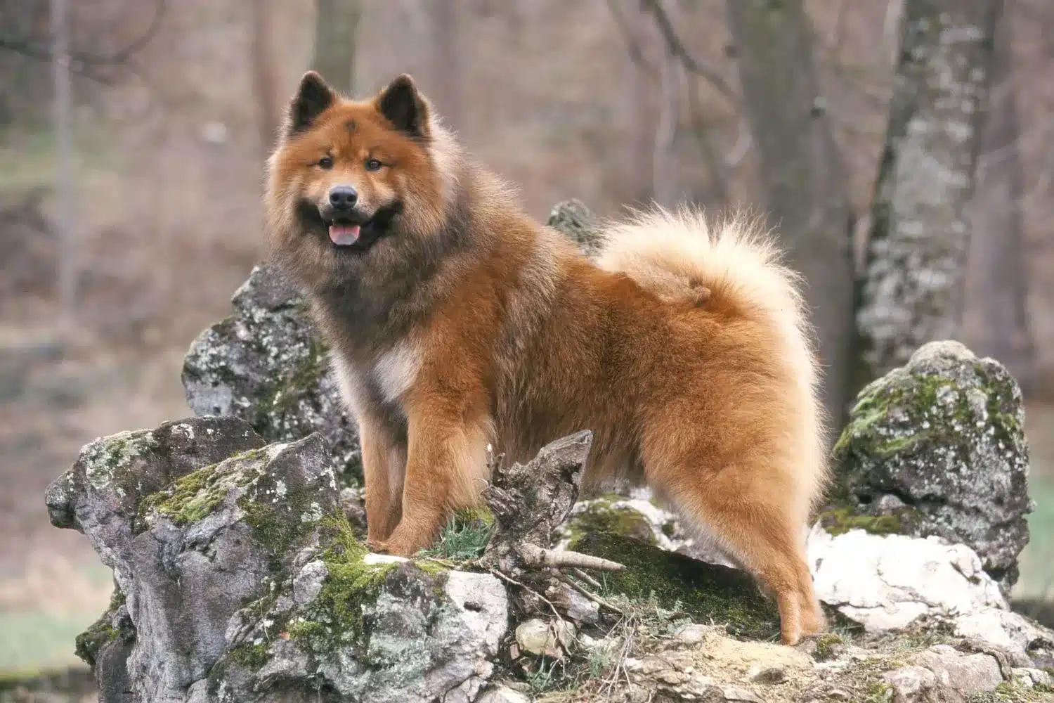 Eurasier szczenięta i hodowcy Znajdź hodowców Eurasier near you.