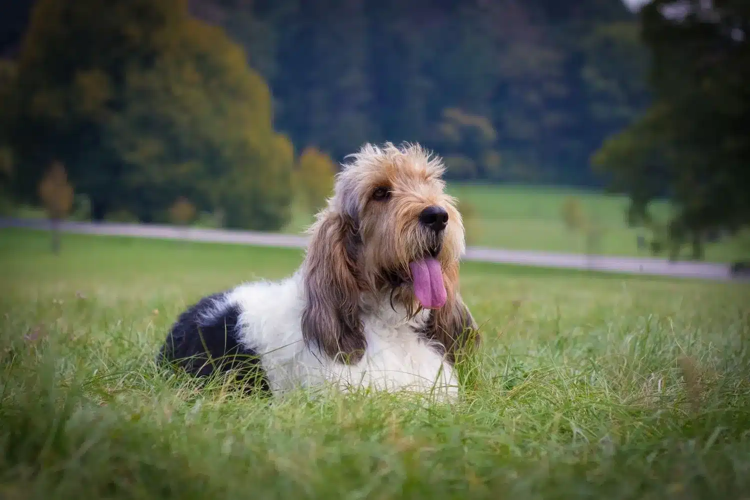 Grand Basset Griffon Vendéen szczenięta i hodowcy Znajdź hodowców Grand Basset Griffon Vendéens w pobliżu.