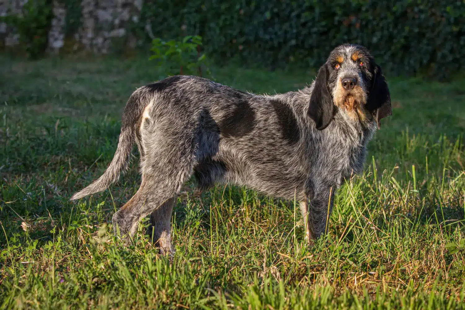 Griffon Bleu de Gascogne szczenięta i hodowcy Znajdź hodowców Griffon Bleu de Gascognes near you.