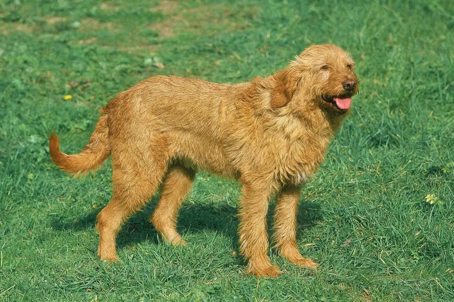 Griffon Fauve de Bretagne szczenięta i hodowcy Znajdź hodowców Griffon fauve de Bretagnes near you.