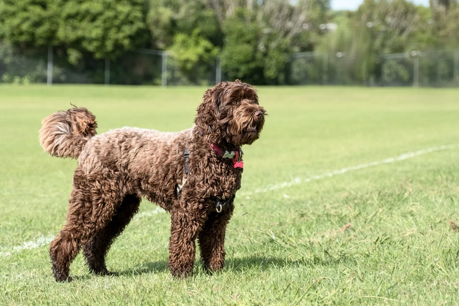 Read more about the article Hodowca labradoodle