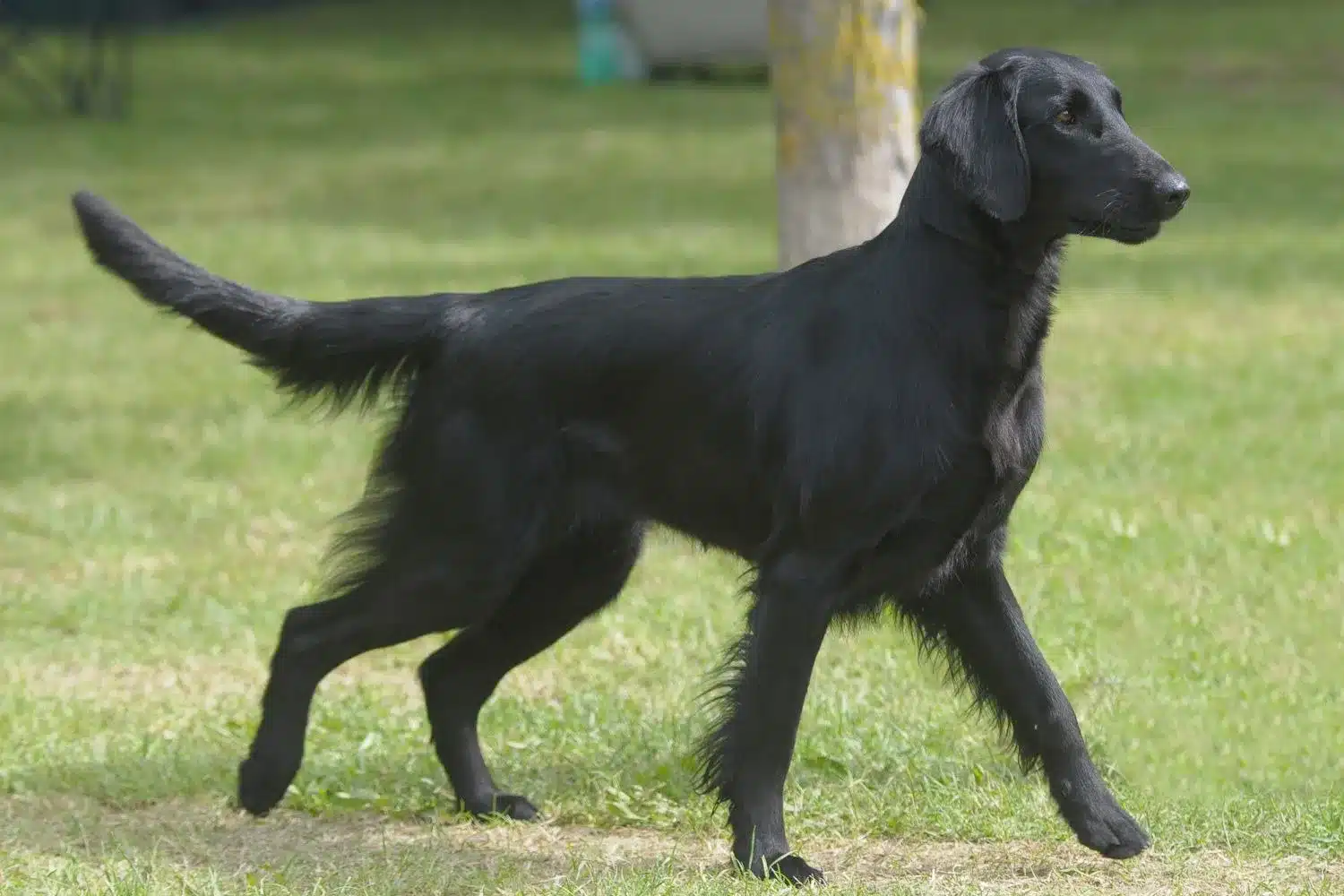 Szczeniaki i hodowcy rasy Flat Coated Retriever Tutaj możesz znaleźć hodowców Flat coated retriever near you.