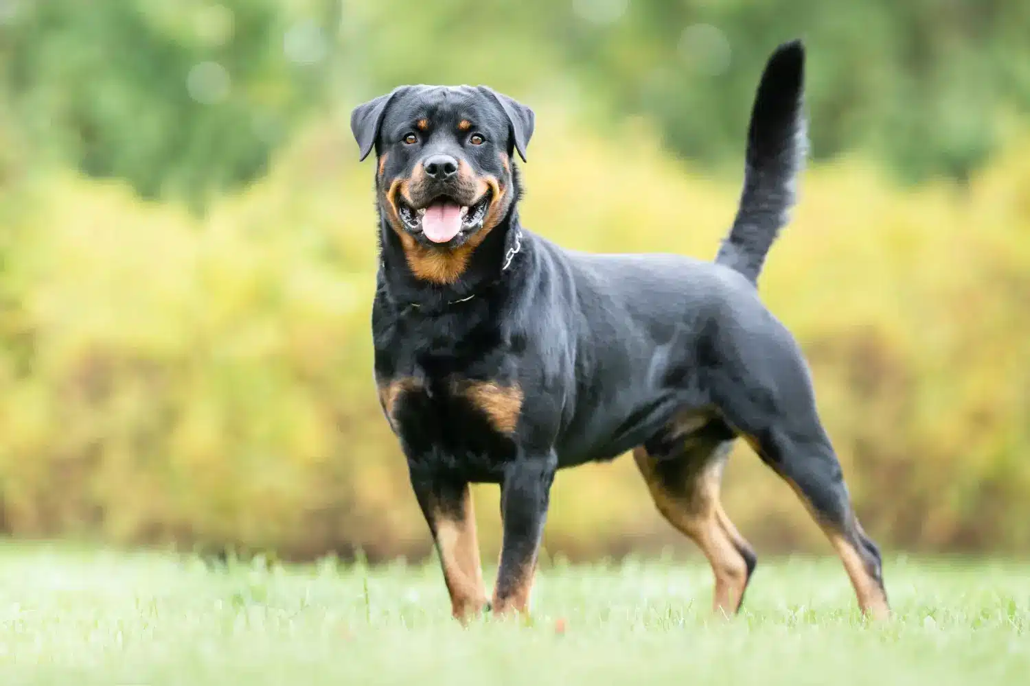 Szczenięta i hodowcy rottweilerów Tutaj możesz znaleźć hodowców Rottweiler near you.