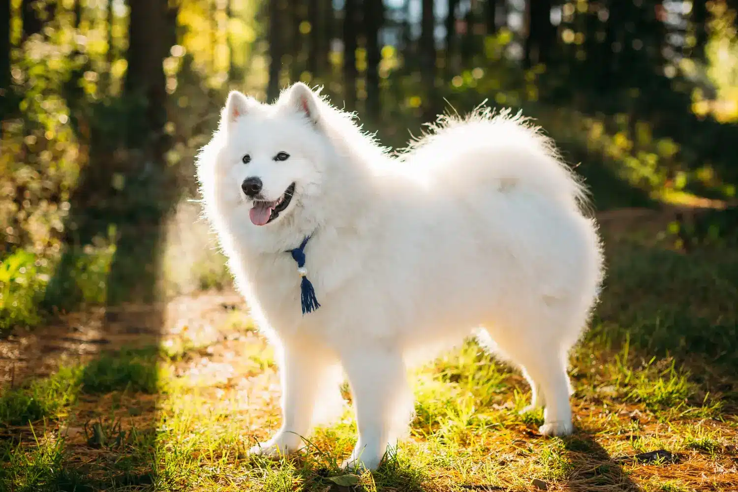 Szczenięta i hodowcy rasy samoyed Tutaj możesz znaleźć hodowców Samoyed near you.