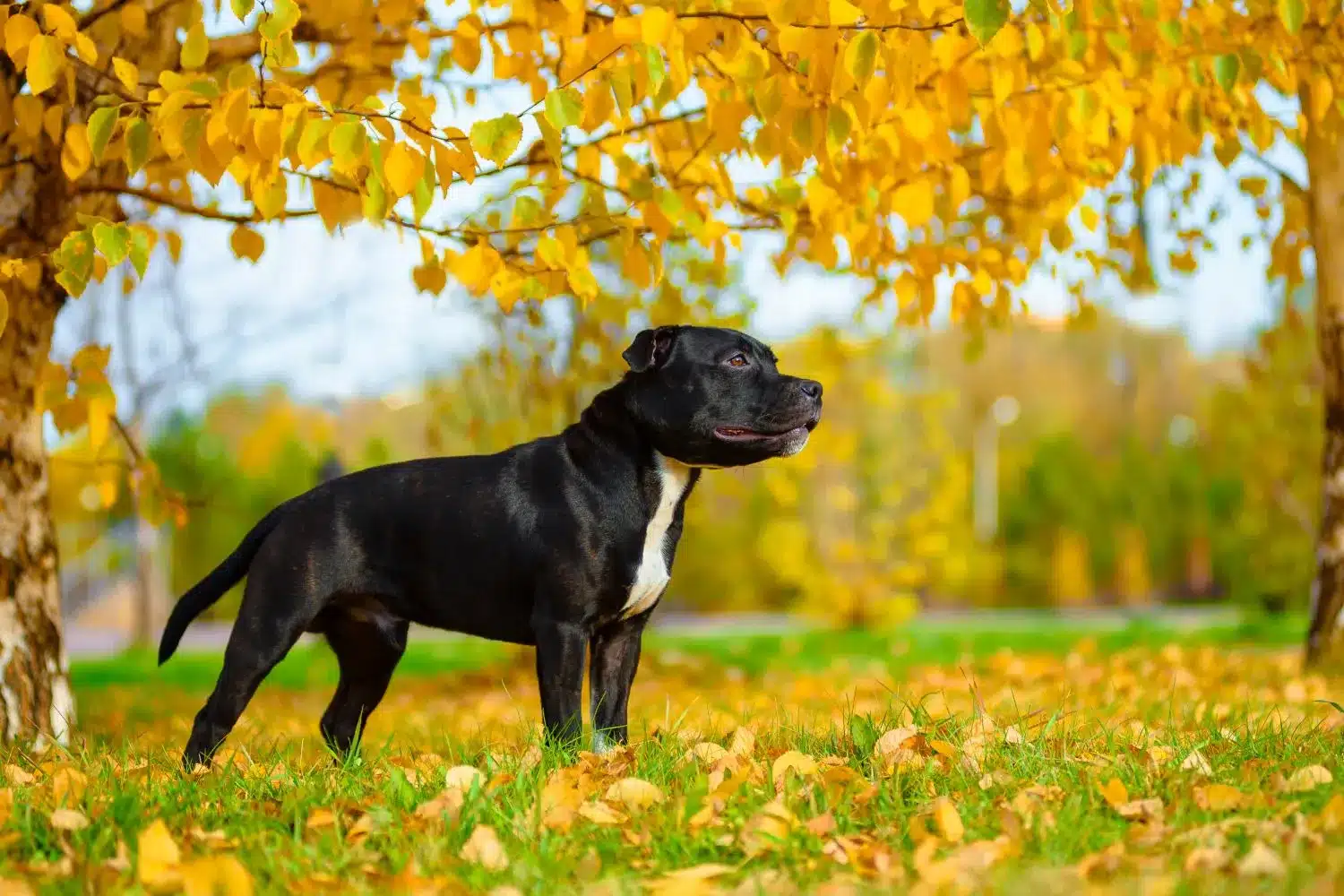 Staffordshire bull terrier szczenięta i hodowcy Znajdź hodowców Staffordshire bull terrier near you.