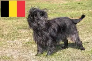 Read more about the article Hodowcy i szczenięta affenpinscher w Belgia
