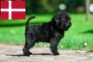 Read more about the article Hodowcy i szczenięta affenpinscher w Dania