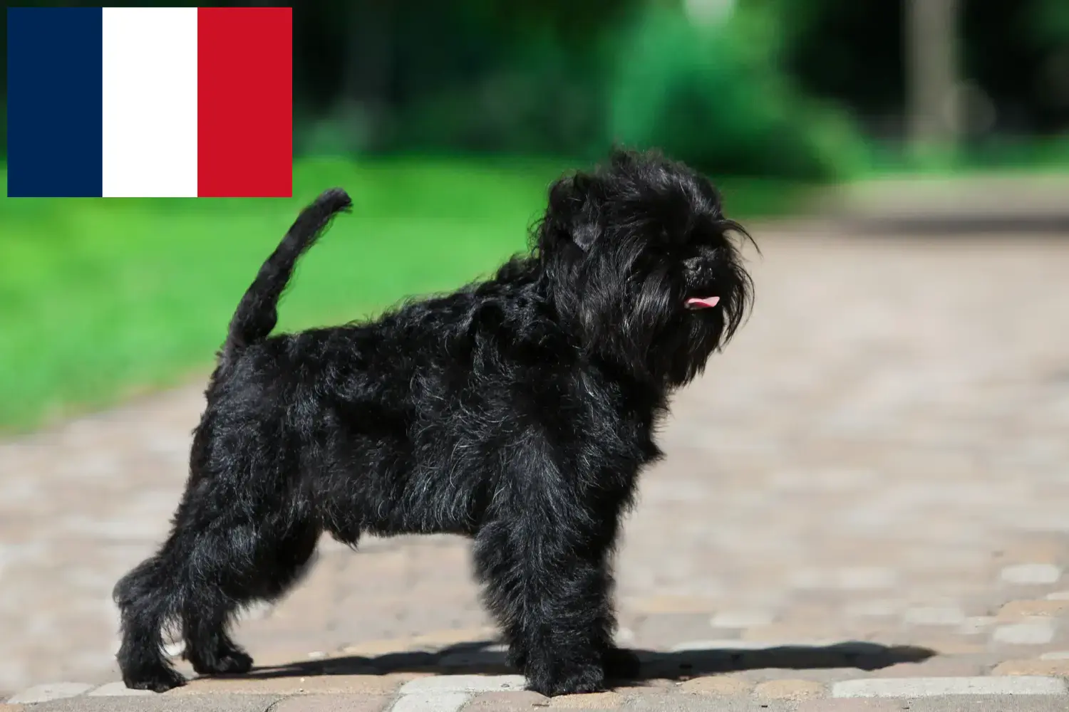 Affenpinscher szczenięta i hodowcy Francja Tutaj możesz znaleźć hodowców Affenpinscher w Francja.