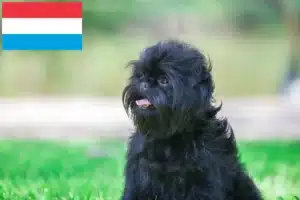 Read more about the article Hodowcy i szczenięta affenpinscher w Luksemburg
