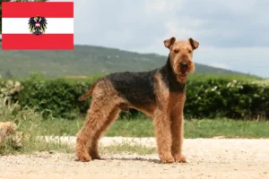 Read more about the article Hodowcy i szczenięta Airedale terrier w Austria
