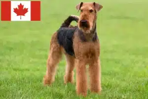 Read more about the article Hodowcy i szczenięta Airedale terrier w Kanada