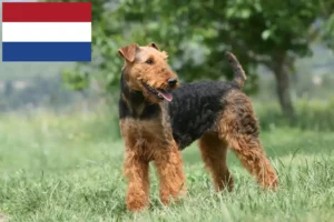 Read more about the article Hodowcy i szczenięta Airedale terrier w Holandia