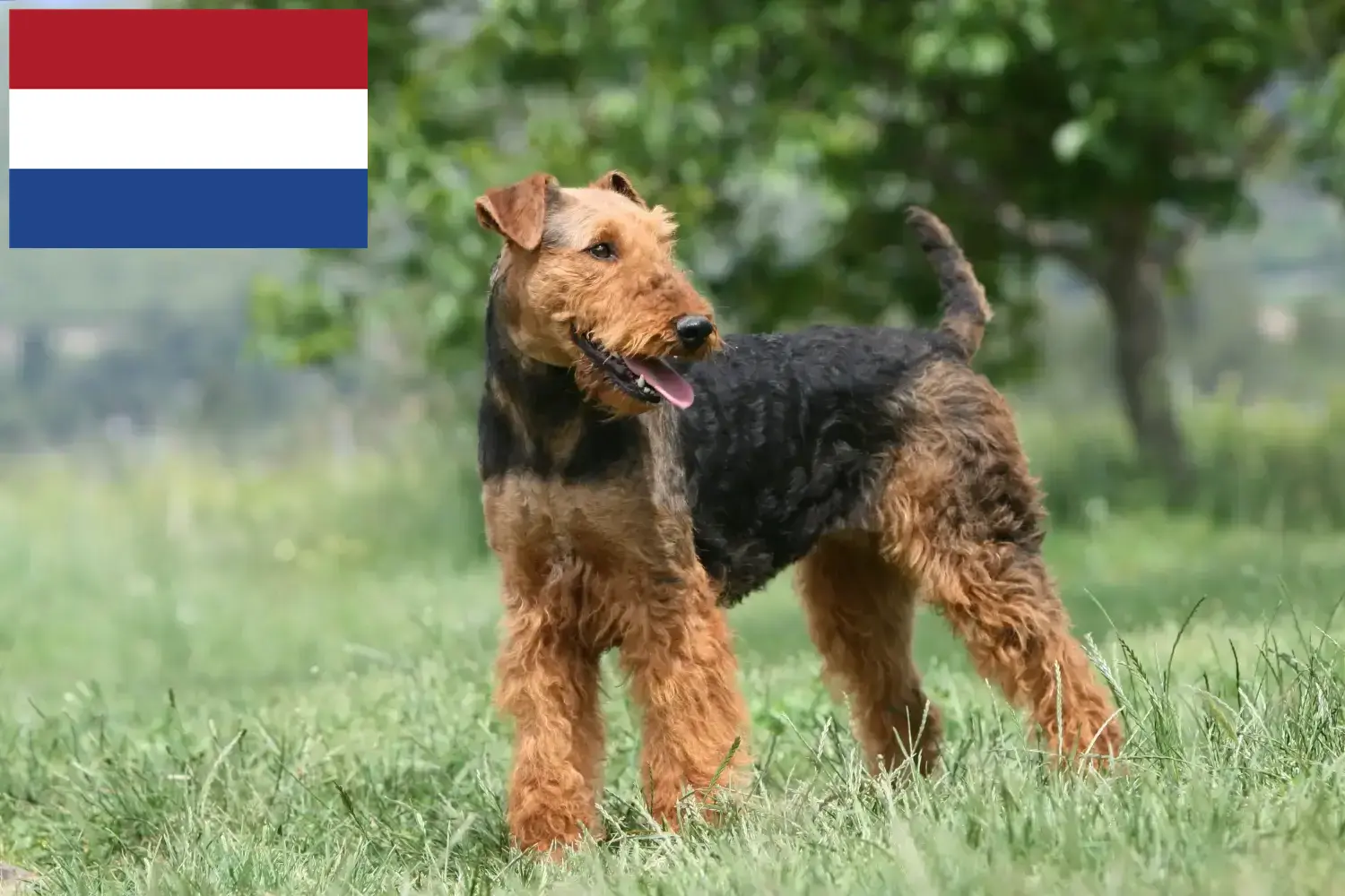 Airedale terrier szczenięta i hodowcy Holandia Znajdź hodowców airedale terrierów w Holandia.