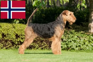 Read more about the article Hodowcy i szczenięta airedale terrier w Norwegia