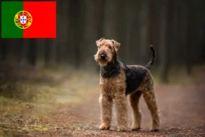 Read more about the article Hodowcy i szczenięta Airedale terrier w Portugalia