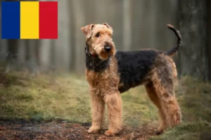 Read more about the article Hodowcy i szczenięta Airedale terrier w Rumunia