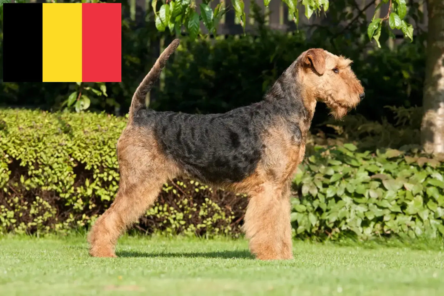 Airedale terrier szczenięta i hodowcy Belgia Znajdź hodowców airedale terrierów w Belgia.