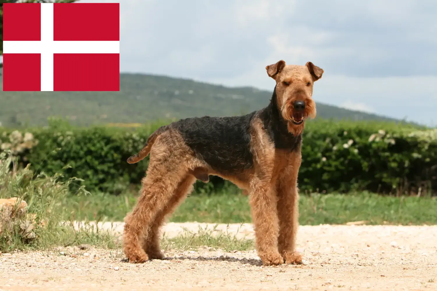 Airedale terrier szczenięta i hodowcy Dania Znajdź hodowców airedale terrierów w Dania.
