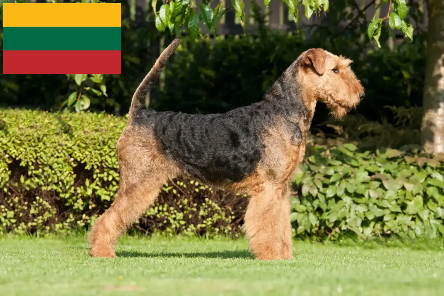 Airedale terrier szczenięta i hodowcy Litwa Znajdź hodowców airedale terrierów w Litwa.