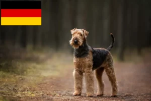 Read more about the article Hodowcy i szczenięta Airedale terrier w Niemcy