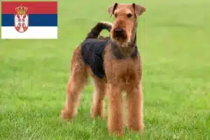Read more about the article Hodowcy i szczenięta airedale terrier w Serbia
