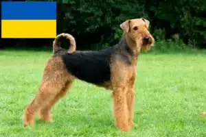 Read more about the article Hodowcy i szczenięta Airedale terrier w Ukraina