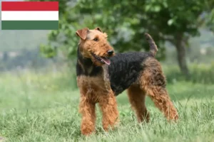 Read more about the article Hodowcy i szczenięta airedale terrier w Węgry