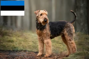 Read more about the article Hodowcy i szczenięta airedale terrier w Estonia