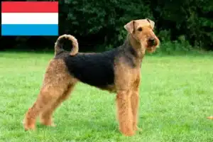 Read more about the article Hodowcy i szczenięta airedale terrier w Luksemburg