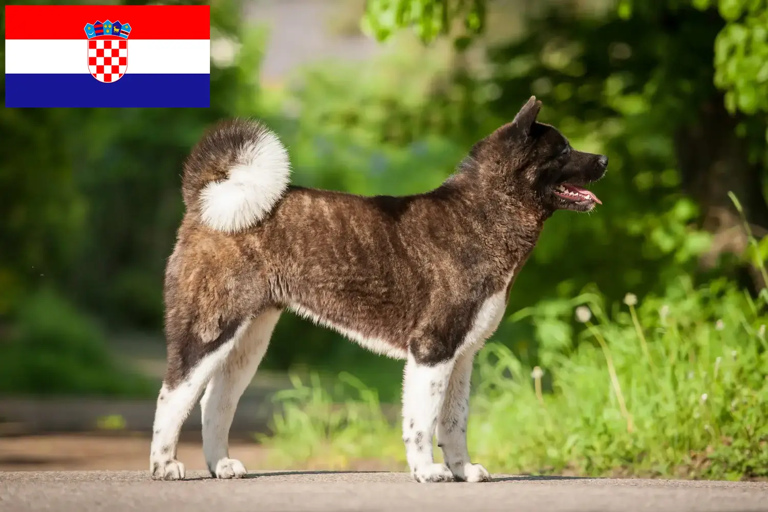 Akita szczenięta i hodowcy Chorwacja Tutaj znajdziesz hodowców akit w Chorwacja.