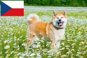 Read more about the article Hodowcy i szczenięta Akita w Republika Czeska