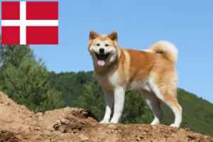 Read more about the article Hodowcy i szczenięta Akita w Dania