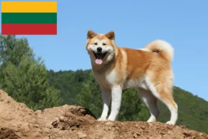 Read more about the article Hodowcy i szczenięta Akita w Litwa