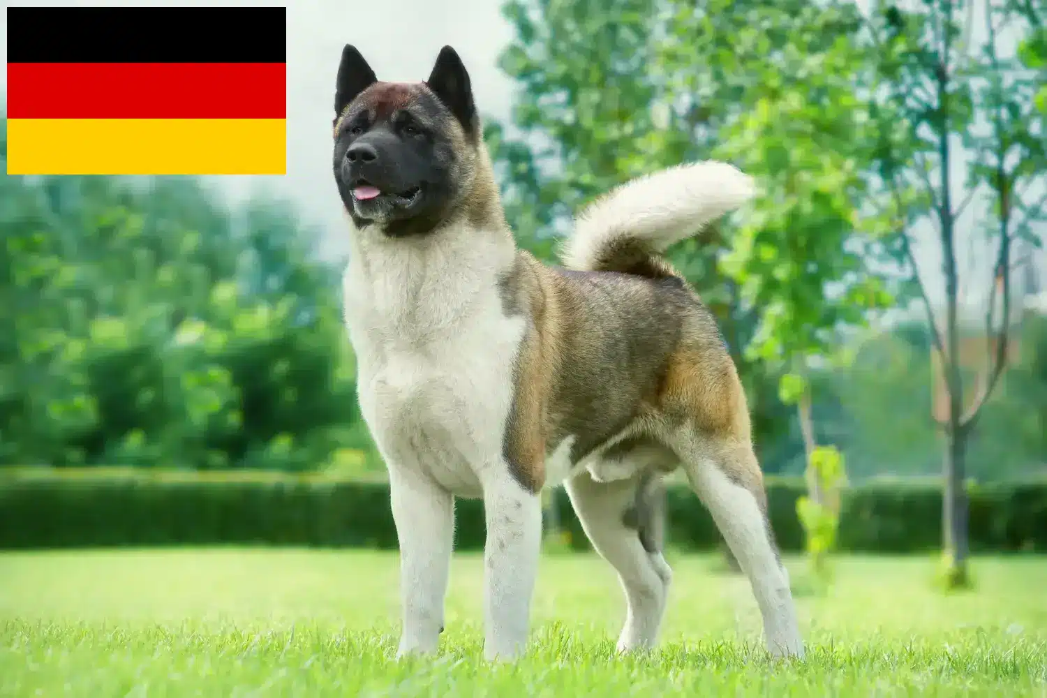 Akita szczenięta i hodowcy Niemcy Tutaj znajdziesz hodowców rasy Akita w Niemcy.