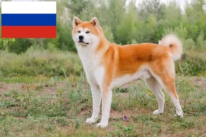 Read more about the article Hodowcy i szczenięta Akita w Rosja