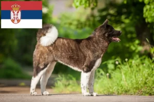 Read more about the article Hodowcy i szczenięta Akita w Serbia