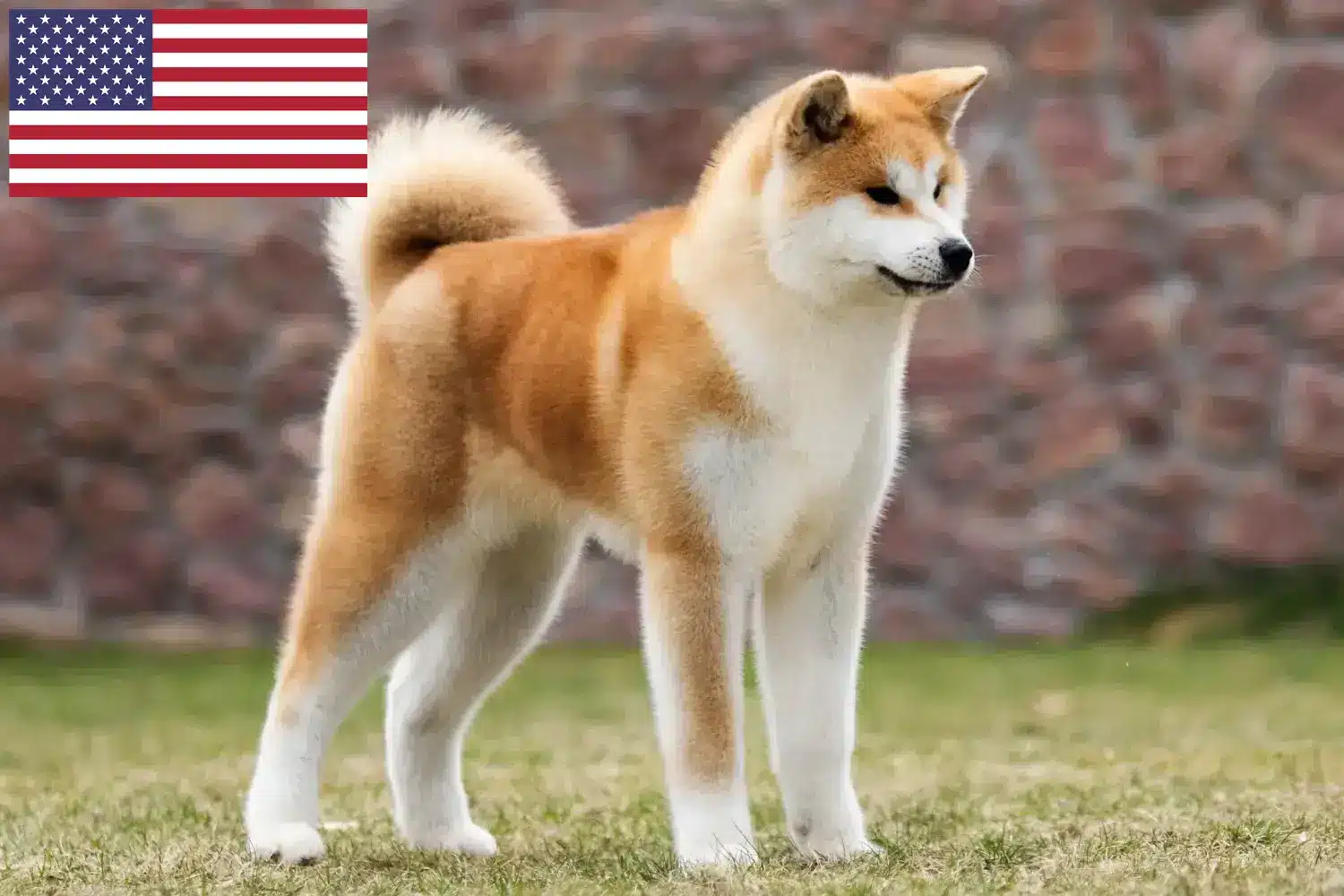 Akita szczenięta i hodowcy USA Tutaj znajdziesz hodowców rasy Akita w USA.