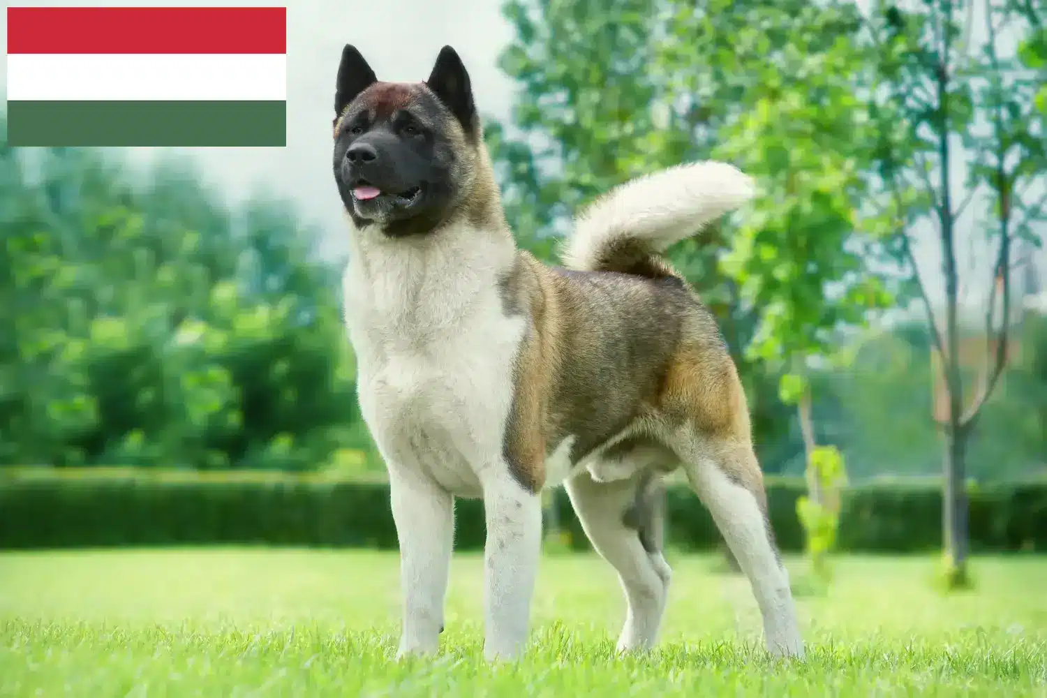Akita szczenięta i hodowcy Węgry Tutaj znajdziesz hodowców akit w Węgry.
