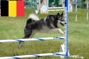 Read more about the article Alaskan Klee Kai hodowcy i szczenięta w Belgia