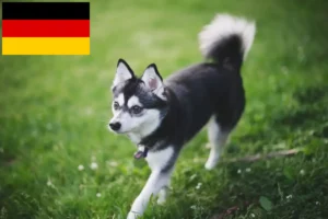 Read more about the article Alaskan Klee Kai hodowcy i szczenięta w Niemcy