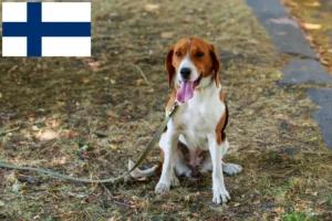 Read more about the article Hodowcy foxhoundów amerykańskich i szczenięta w Finlandia