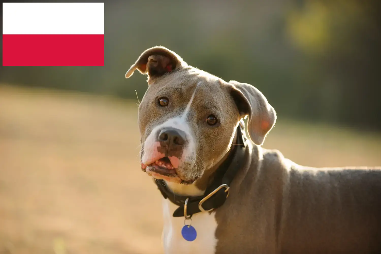 American Pit Bull Terrier szczenięta i hodowcy Polska Znajdź tutaj hodowców rasy Amerykański pit bull terrier w Polska.