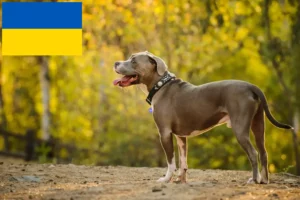 Read more about the article Hodowcy i szczenięta American Pit Bull Terrier w Ukraina