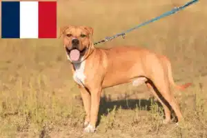 Read more about the article Hodowcy i szczenięta American Staffordshire Terrier w Francja