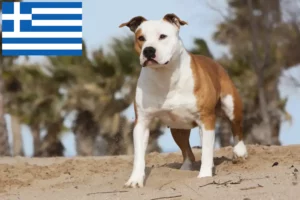 Read more about the article Hodowcy i szczenięta American Staffordshire Terrier w Grecja