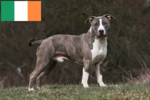 Read more about the article Hodowcy i szczenięta American Staffordshire Terrier w Irlandia